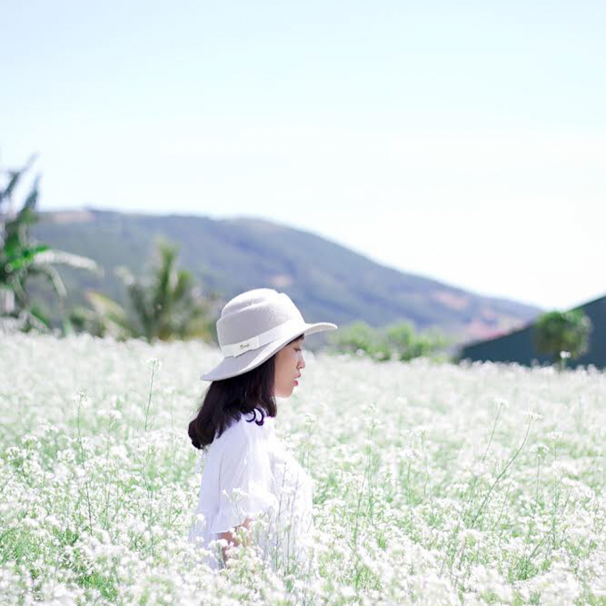 10 most beautiful flower fields in Central Vietnam attract tourists